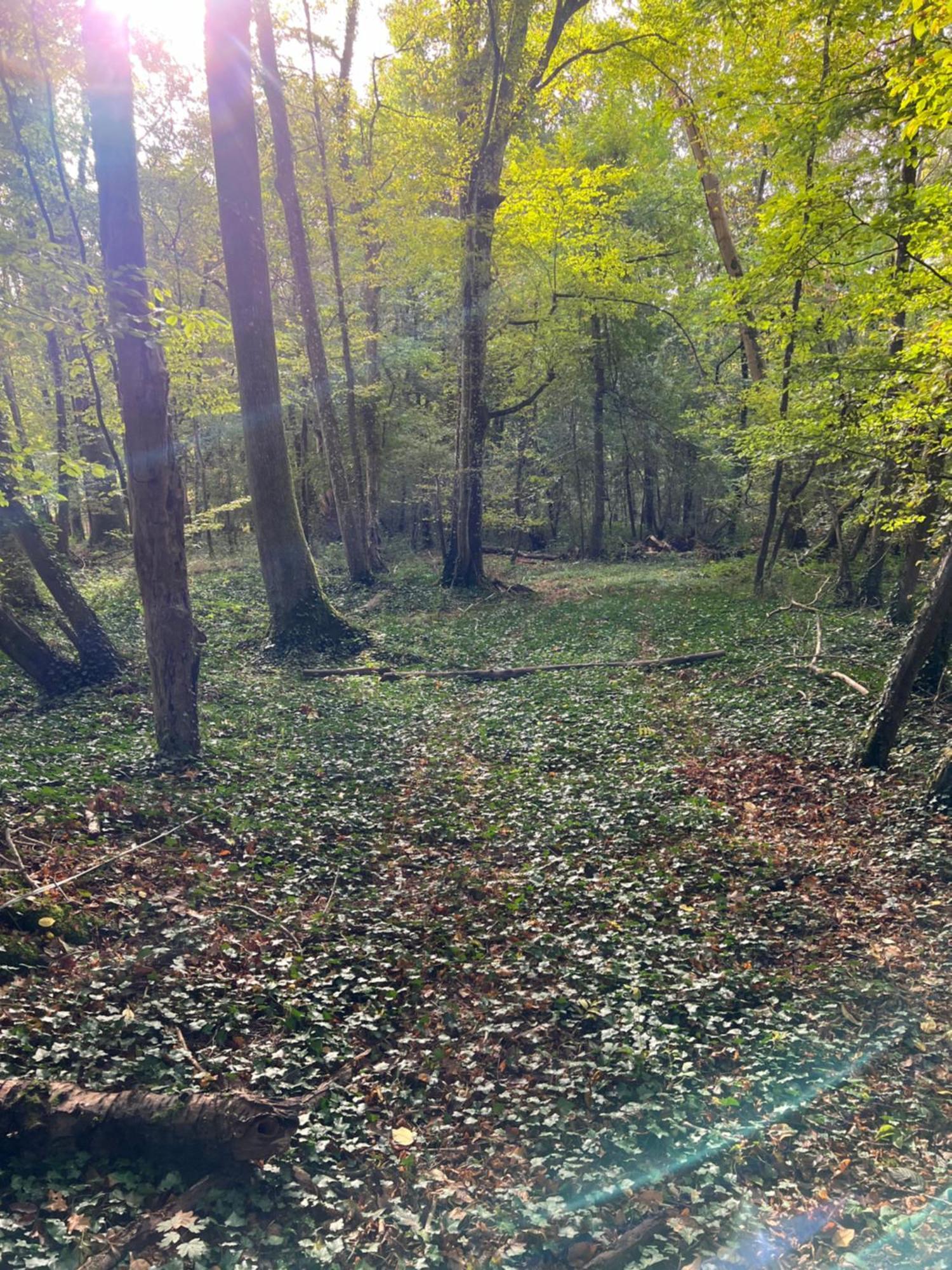 La Donaclaudre - Hebergement De Groupe En Pleine Nature, Ideal Pour Tous Vos Sejours ! 63 Couchages - 2 Grandes Salles - Salle De Jeux - Cuisine Professionnelle - Accessible Facilement - Localisation Attractive -Proche Paris & Disney Saint-Augustin  Екстер'єр фото